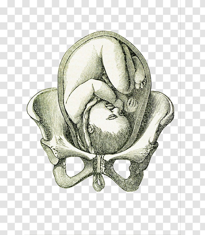 Uterus Fetus Pelvis Pregnancy - Hand Painted Illustration Pelvic Joint For Pregnant Women Transparent PNG