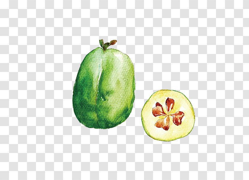 Cucumber Auglis Watercolor Painting Melon - Fruit Transparent PNG
