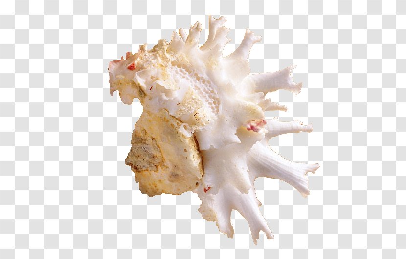 Seashell Sea Snail Conch - Animal Fat - Irregular Transparent PNG