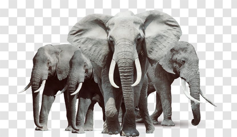African Elephant Elephantidae Clip Art - Tusk - Asian Transparent PNG