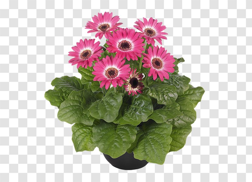 Transvaal Daisy Cut Flowers Floral Design Floristry Seed - Florist Holland Bv - Pink Eye Transparent PNG