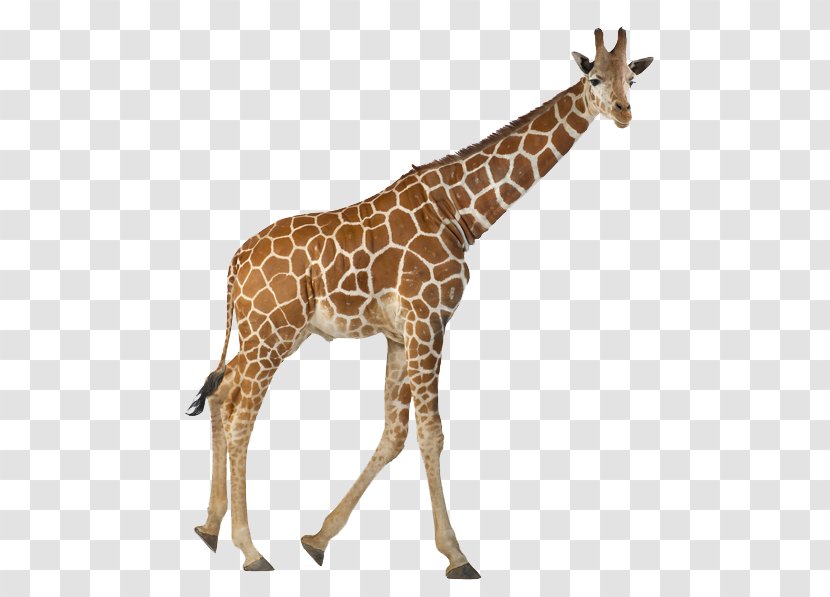 Reticulated Giraffe Stock Photography The White Northern - Terrestrial Animal - Zoo Animals Transparent PNG