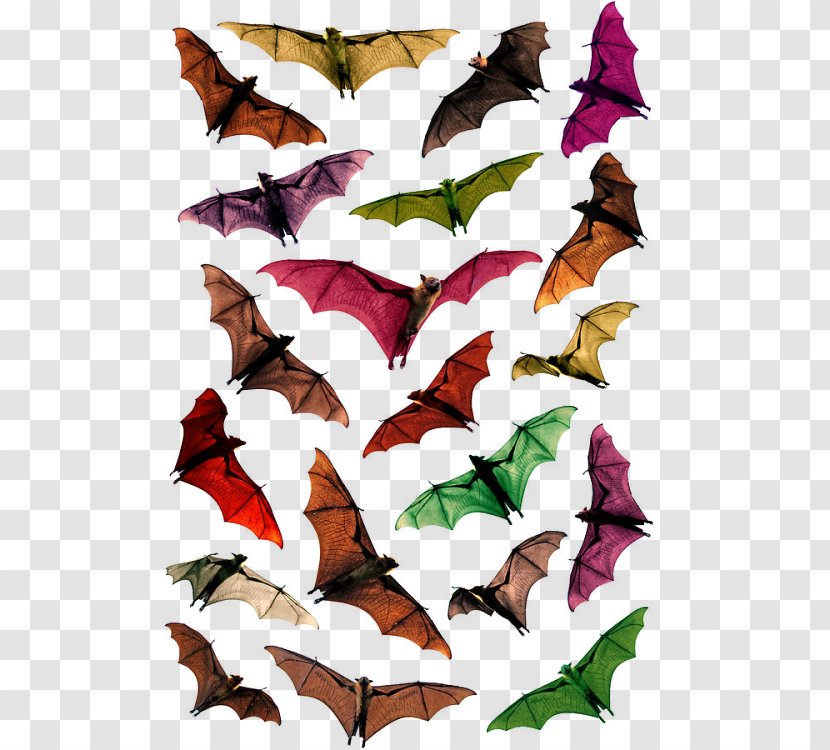 Megabat Bracken Cave Large Flying Fox - Bat Transparent PNG