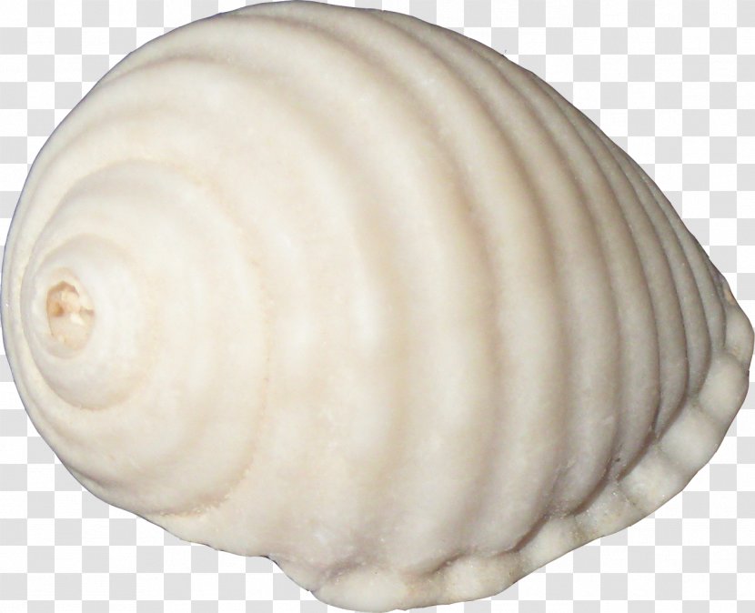 Sea Snail Aquatic Animal - Conch Creative Transparent PNG