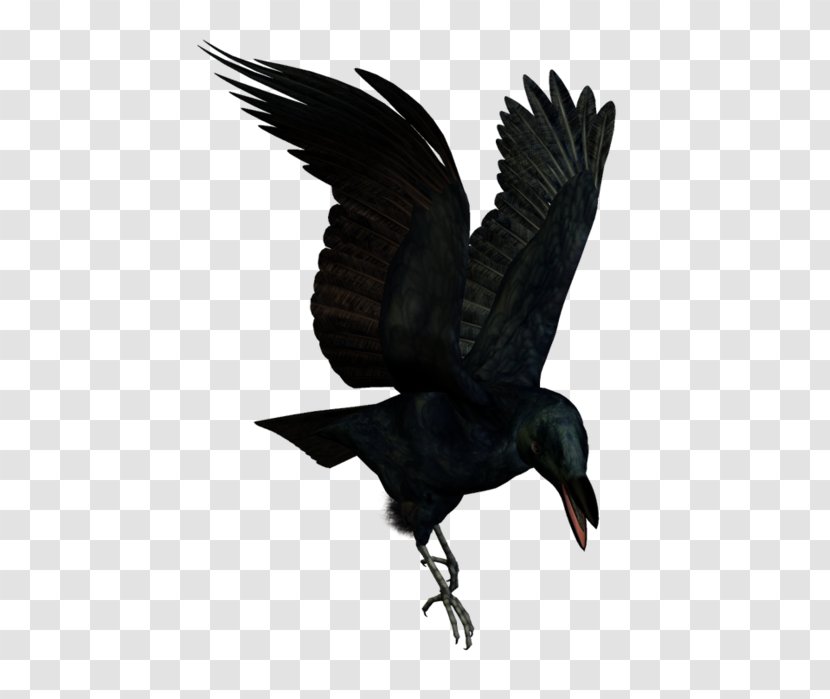 American Crow Bird New Caledonian Rook Flight - Crows Transparent PNG