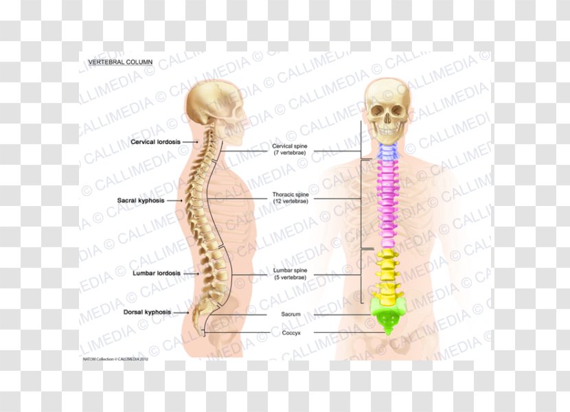 Vertebral Column Anatomy Lordosis Spinal Cord - Flower - Columna Transparent PNG