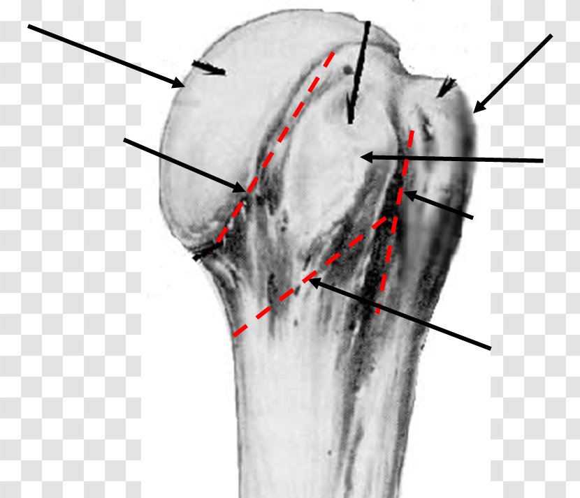 Jaw Bone Shoulder - Frame - Design Transparent PNG