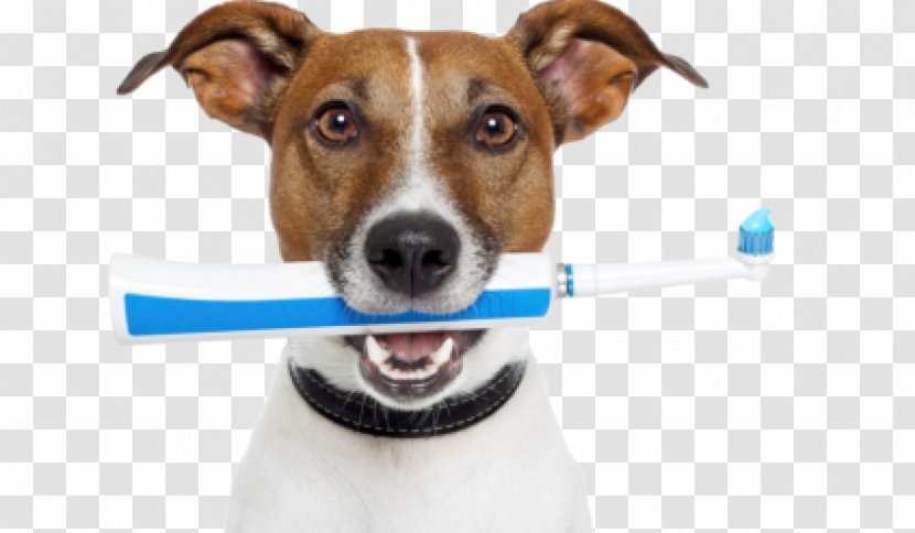 Dog Teeth Cleaning Veterinarian Veterinary Dentistry Pet - Dental Calculus Transparent PNG