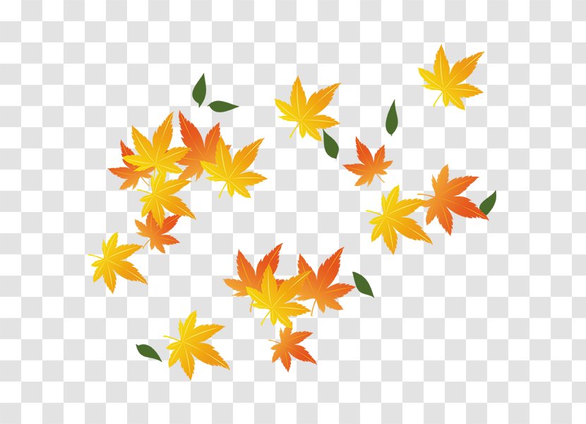 Red Maple Leaf - Flower - Falling Yellow Leaves Transparent PNG