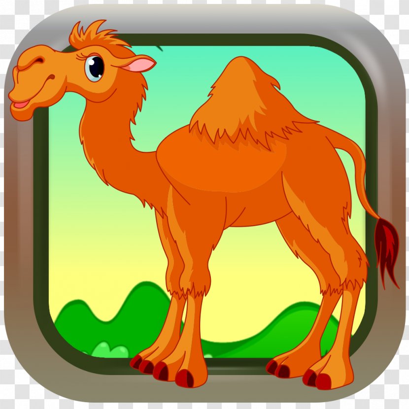 Dromedary Baby Gnome (game For Babies) Animal Vertebrate - Snout - Camels Transparent PNG
