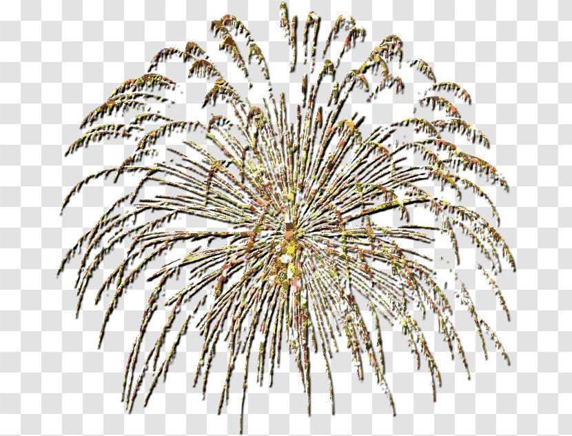 Grasses Fireworks LINE - Branch Transparent PNG