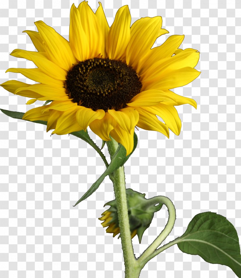 Clip Art - Annual Plant - Sunflower Transparent PNG