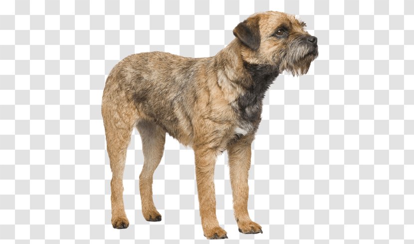 Border Terrier Dutch Smoushond Cairn Dog Breed Collie - Group - Standing On Hind Legs Transparent PNG
