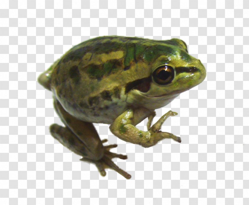 Frog Amphibian - Australian Green Tree Transparent PNG