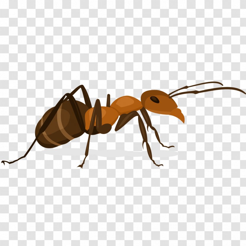 Ant Insect X-Faktor - Vector Small Ants Transparent PNG