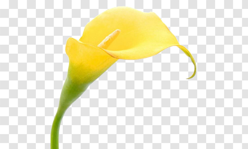 Yellow Arum Flower Plant Headgear Transparent PNG