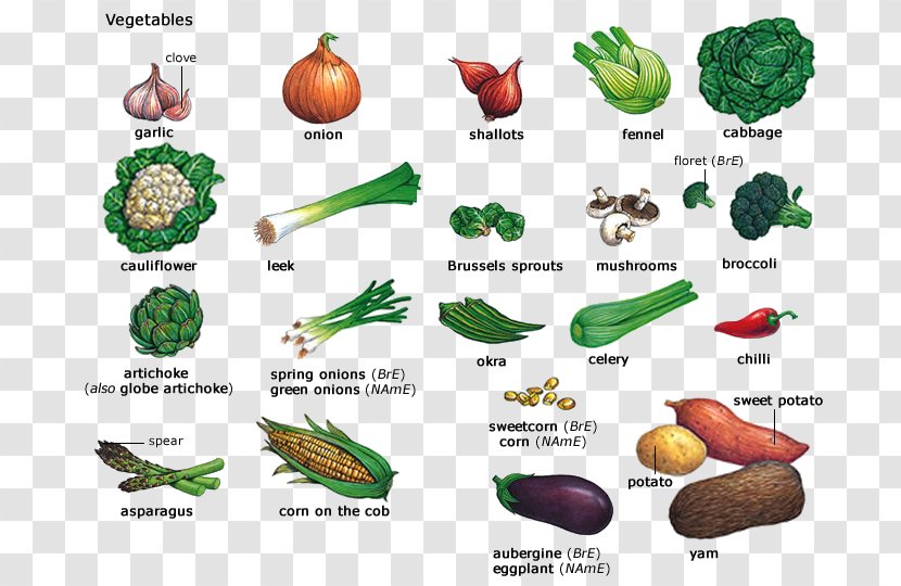 Vegetable Onion Vocabulary Health Food - Fauna Transparent PNG