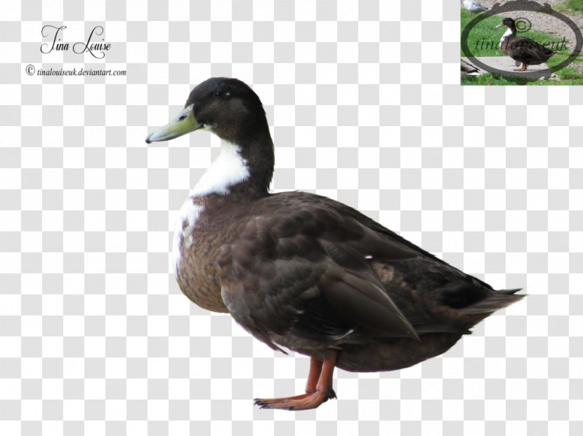 Mallard Goose Duck Fauna Beak Transparent PNG