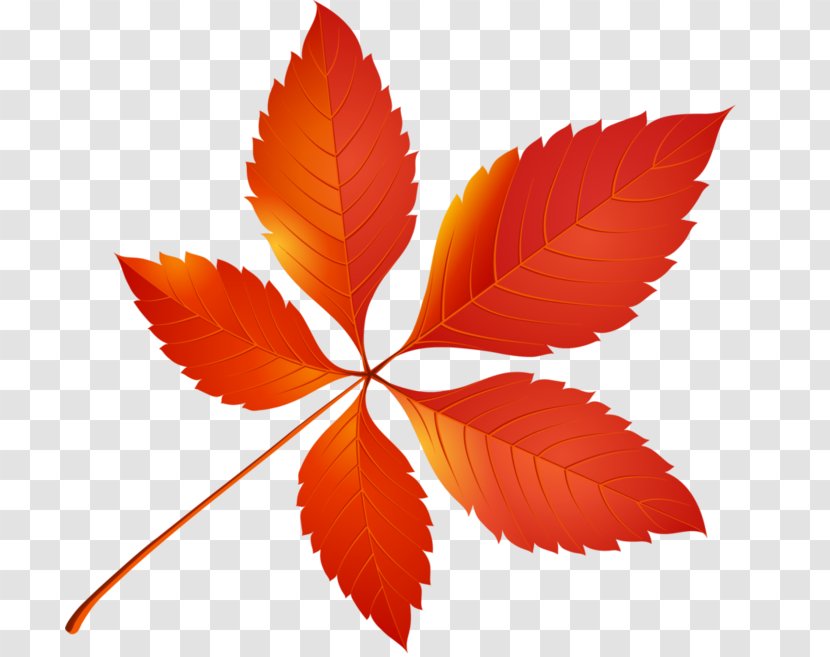 Autumn Leaf Color Clip Art Transparent PNG