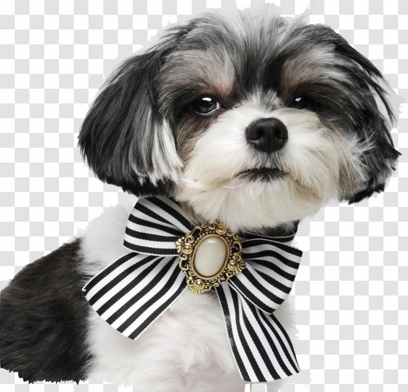 Dog Breed Shih Tzu Lhasa Apso Havanese Morkie - Puppy Transparent PNG