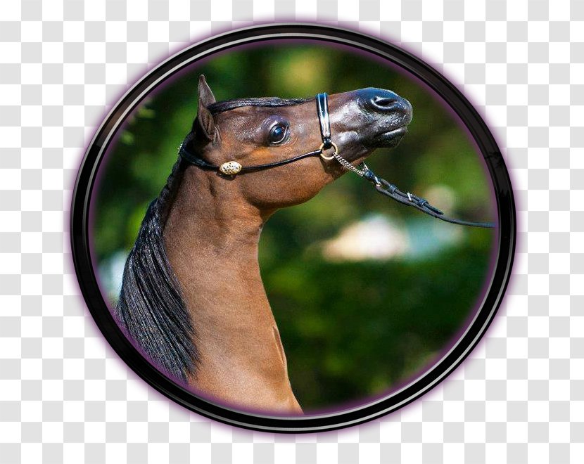 Mustang Halter Mane Stallion Bridle - Horse Supplies Transparent PNG
