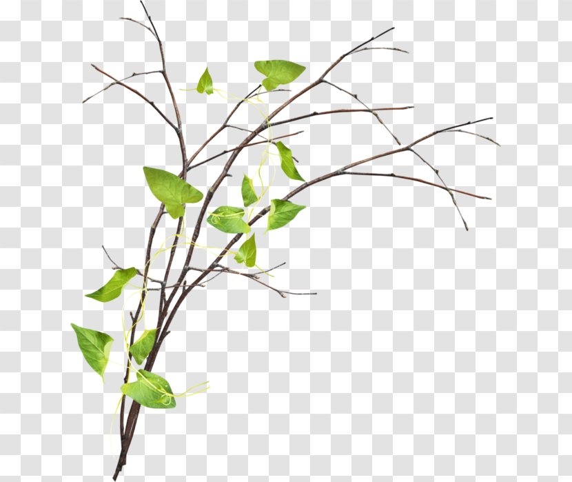 Twig Tree Branch Clip Art Transparent PNG