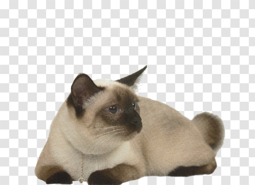 Siamese Cat Tonkinese Burmese Kitten Domestic Short-haired - Olga Transparent PNG