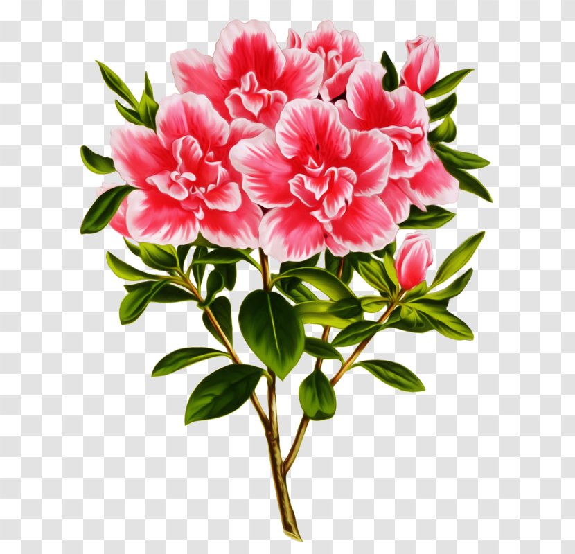 Azalea Photography Clip Art - Can Stock Photo - Flowering Plant Transparent PNG