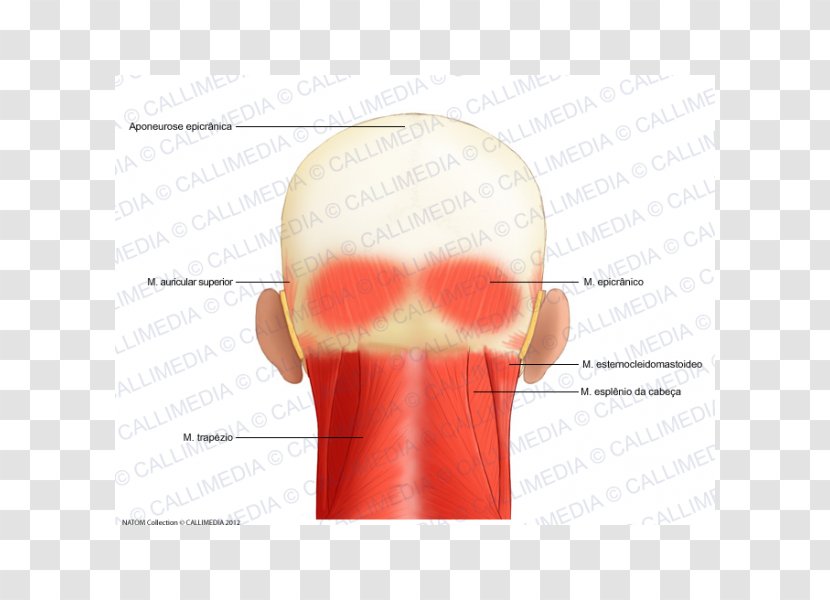 Muscle Aponeurosis Head Anatomy Muscular System - Cartoon - Nose Transparent PNG