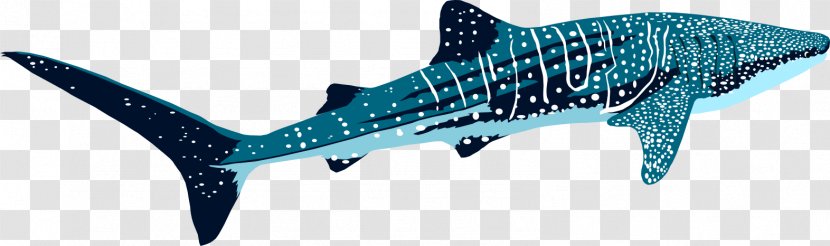 Tiger Shark Marine Biology Mammal Requiem Sharks - Whale Transparent PNG