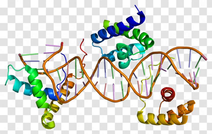 SOX2 SOX Gene Family FOXP2 Testis-determining Factor Transcription - Organism - Molecular Transparent PNG