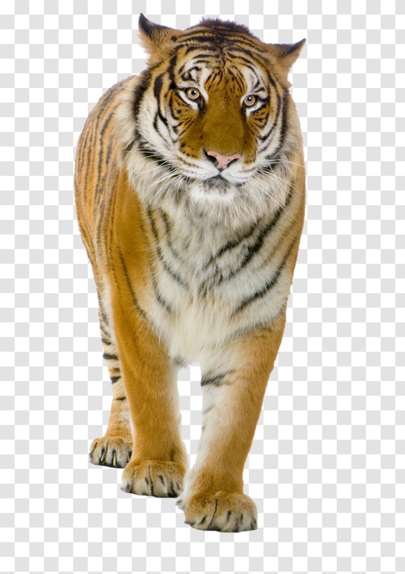 Tiger Felidae Lion - Carnivoran Transparent PNG