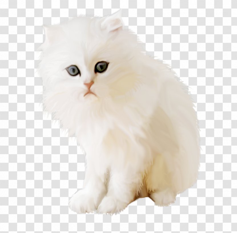 Persian Cat British Semi-longhair Asian Minuet Kitten - Snout Transparent PNG