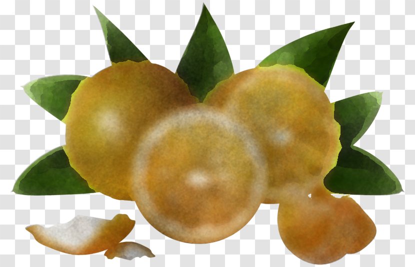 Plant Flower Fruit Citrus Food - Perennial Natural Foods Transparent PNG