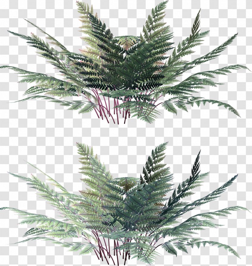 Leaf Vascular Plant Fern Clip Art - Date Palm Transparent PNG