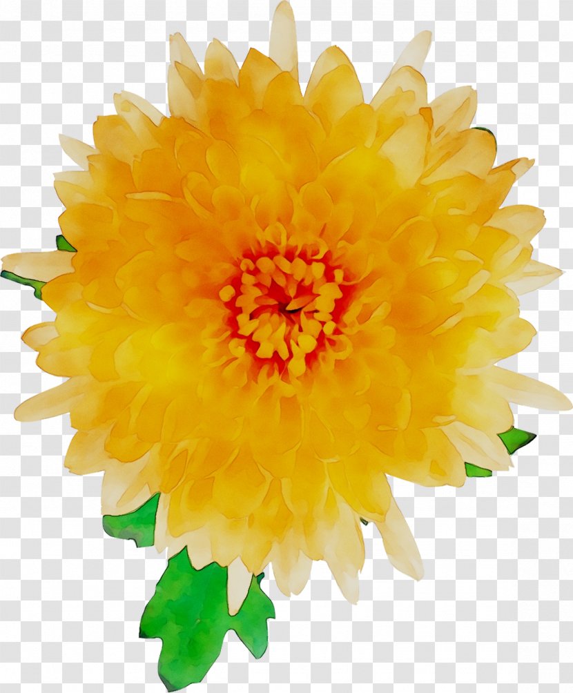 Clip Art Royalty-free Image Vector Graphics - Calendula - Cut Flowers Transparent PNG