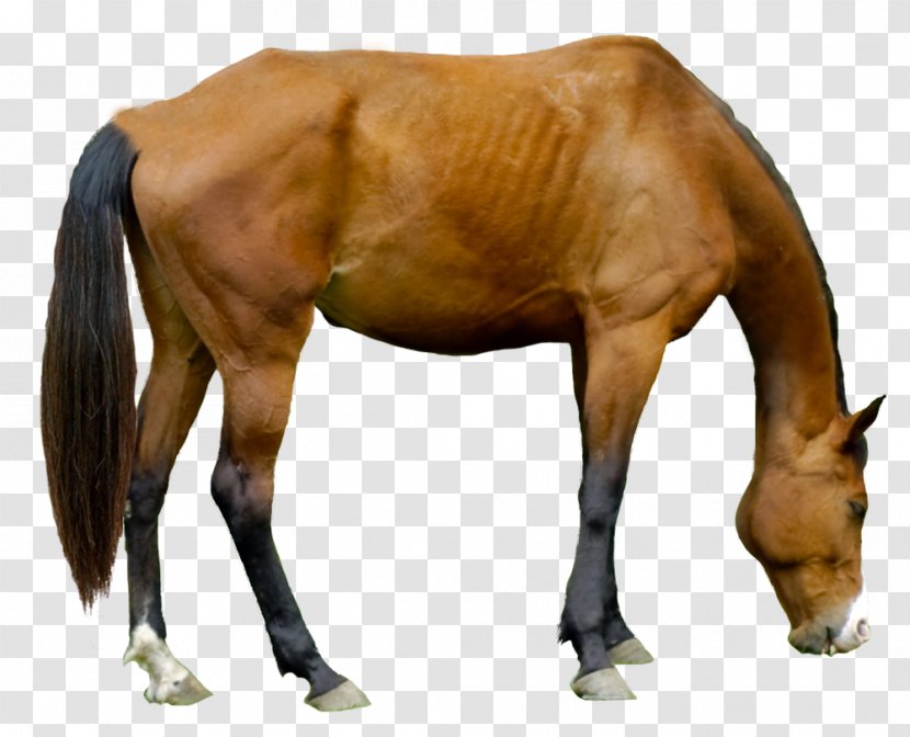 Horse Halter Pony Stallion Foal - Mane - Pasture Transparent PNG