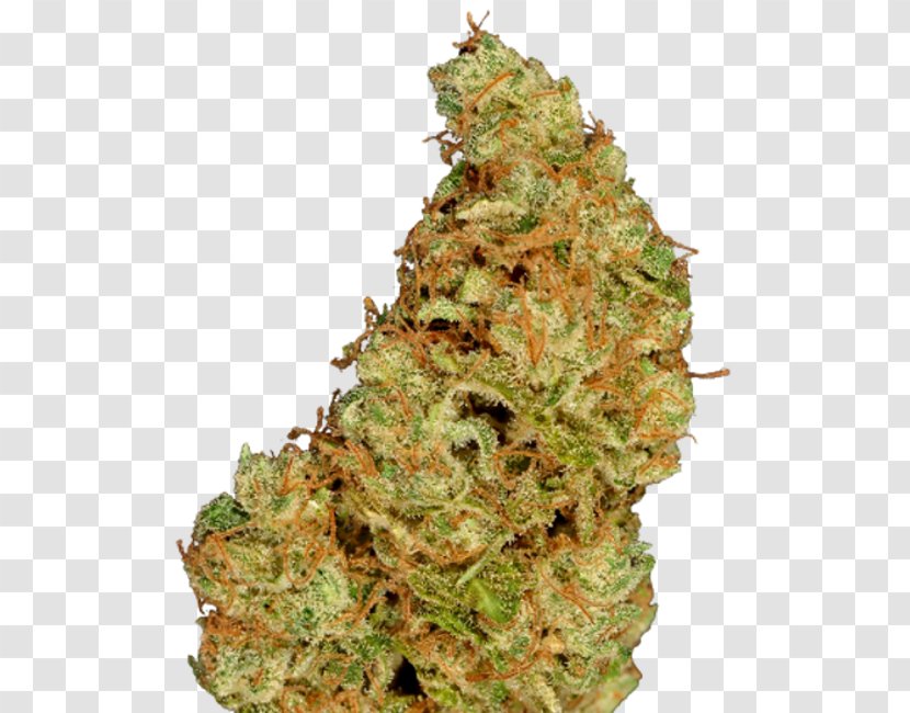 Cannabis Hemp Conifer Cone Seed Tetrahydrocannabinol Transparent PNG