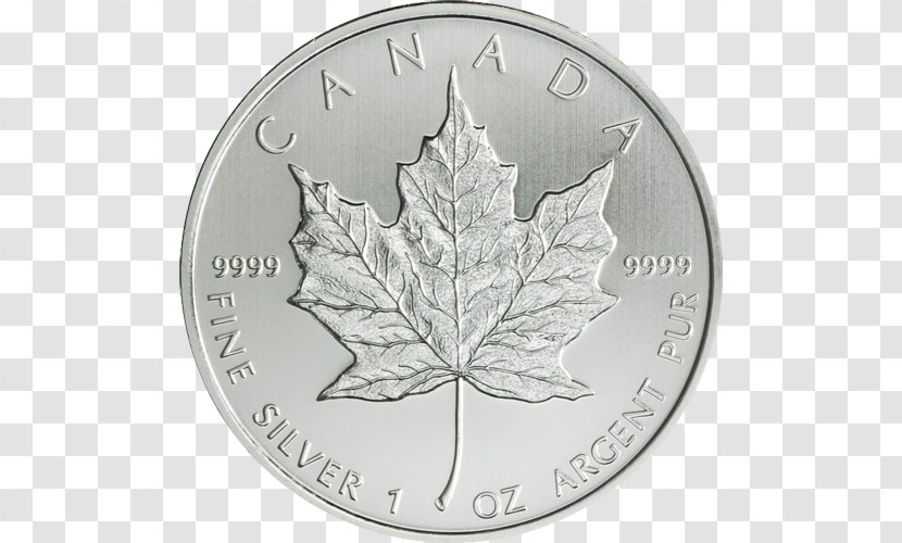 Dime Silver Leaf - Tree Transparent PNG