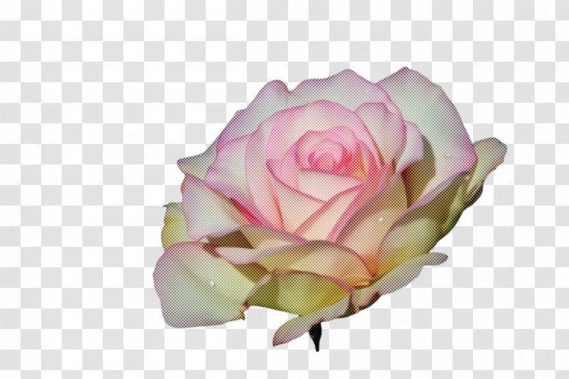 Garden Roses - Rose - Plant Family Transparent PNG