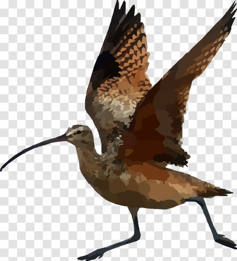 Bird Long-billed Curlew Beak Clip Art - Flying Birds Transparent PNG