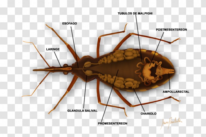 Triatoma Infestans Chagas Disease Bedbug Medicine - Health Transparent PNG