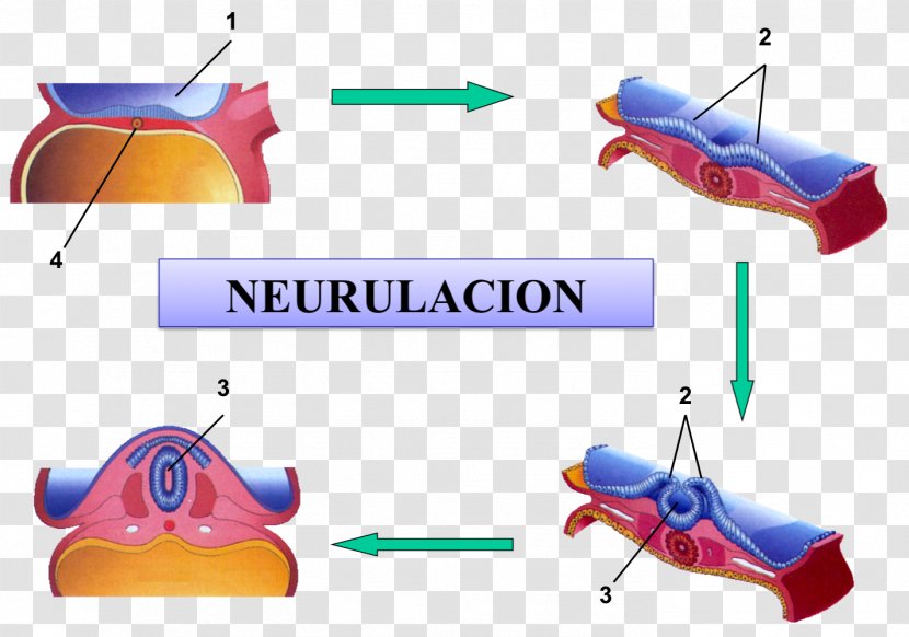 Neurulation Human Embryogenesis Embriologia Humana Embryology Neural Plate - Parentesis Transparent PNG