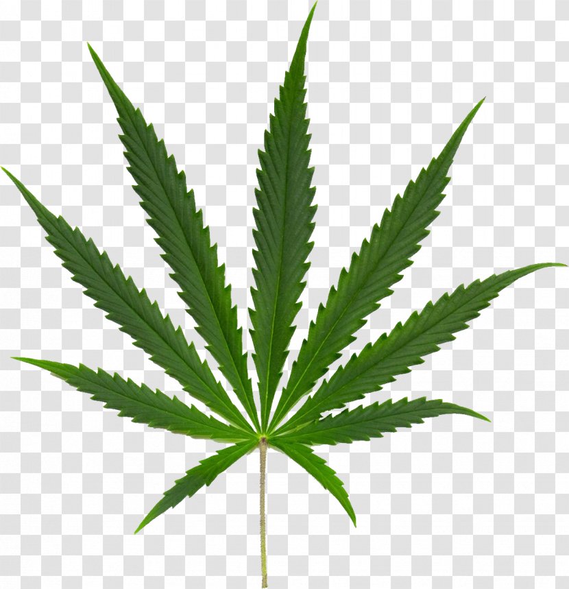 Marijuana Cannabis Ruderalis Sativa Subsp. Indica Smoking - Tetrahydrocannabinol Transparent PNG