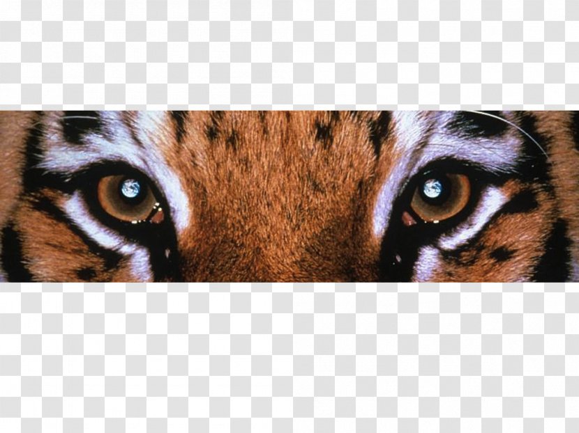 Tiger Eye Whiskers Do Lunch Or Be Lunch: The Power Of Predictability In Creating Your Future Transparent PNG