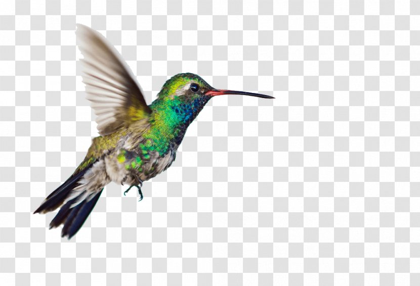 Hummingbird Clip Art Image - Bird Transparent PNG
