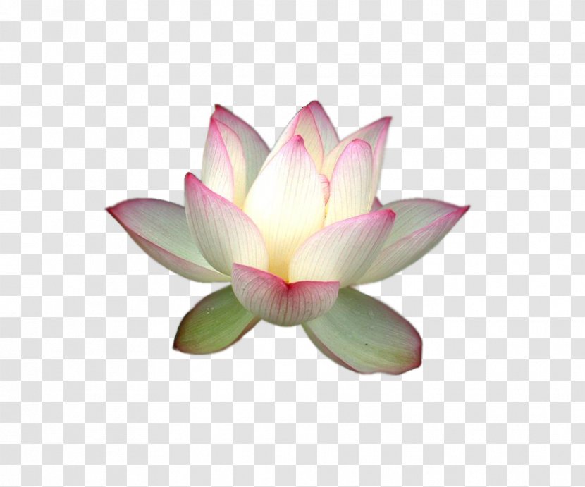 Nelumbo Nucifera Yoga Ayurveda - Lotus Family Transparent PNG
