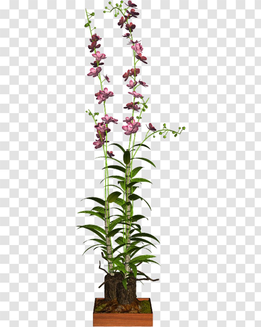 Dendrobium Houseplant Flowerpot 12 June Shrub - Terrestrial Plant Transparent PNG