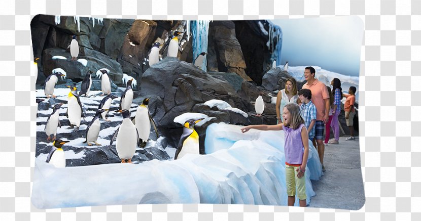 SeaWorld Orlando Busch Gardens Tampa Antarctica: Empire Of The Penguin San Antonio Discovery Cove Transparent PNG