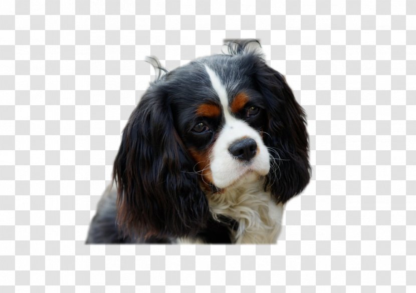 Cavalier King Charles Spaniel Puppy Dog Breed - Snout - Yorkie Transparent PNG